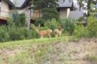 Neighors in Castle Pines