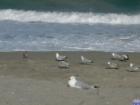 Local seagulls relaxing in the sun at Juno.