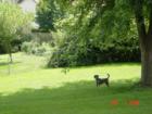 Surveying his backyard kingdom.