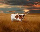 Bevo