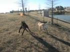 Dogs love the water