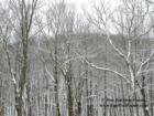 Winter in New Fairfield, Connecticut