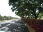 Makaha - landscaped drive to the resort