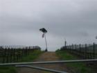 Flag on a tree in the vineyards.
