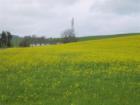 House in a field in Petaluma.