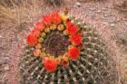 Barrel cactus in bloom.