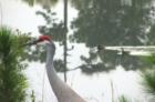 Sand Hill Crane wandering by the Pelican Bay Canal
