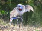 Sand Hill Cranes relaxing for me 