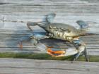 Blue Crab on the dock