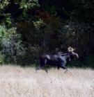Ashland Is Near Allagash Wilderness Waterway And The Woods Are Full Of Game..Including This Big Fellow In A Hurry To Avoid Our Camera!
