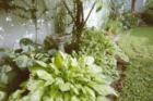 My Garden in St Louis - Tim Tanz, 2006