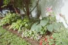My Garden in St Louis - Tim Tanz, 2006
