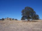 Magestic Oak off North Comanche/Liberty Road, Ione, CA.
      If you want views like this on your way home, contact me.