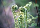 Fiddleheads are a green that is a delicacy found in the woodlands around streams and rivers in Washington County!