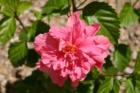You will find flowers everywhere in Peoria, Arizona