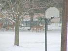 Deer near Portage Lakes State Park
