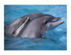 Swim With Dolphins