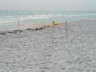 Turtle nest on Shell Island
