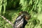Enjoy the wildlife at PGA National.  