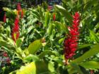 The Red Ginger
