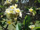 Ohhhh if you could only smell these beautiful yellow hibiscus