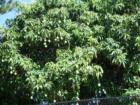 Mmmm...Kaimuki Mangos