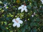 White Hibiscus