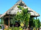 The Green Iguana