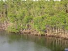 Mangroves along the west side of the intracoastal at 163rd street.