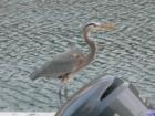 A bird awaits the local fishermans arrival for a tasty treat.