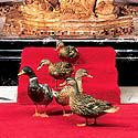 The Peabody Ducks