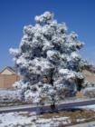 Colorado Springs - after one of our quick moving winter 'storms'
