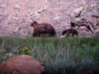 Mueller State Park - Mama Bear and her Cub
