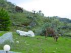 Deer on Anarchist Mountain, Osoyoos, BC