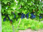 Osoyoos Vineyards