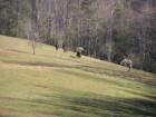 Pastural Scene at Entrance