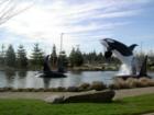 The entry Orcas at the Tulalip Resort Casino taken by Toby Barnett on March 6, 2007.