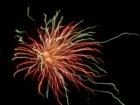 July 4th Fireworks Wilmington NC
      Photo by Ginger Sala