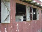 Horse at Ace Adventure Center in Oak Hill, WV.