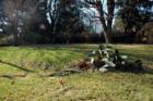 ASHEVILLE, N.C., Lucerne Park Neighborhood. Large backyards are typical in this neighborhood. Cactus loves it in this one.