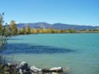 Lake Coot