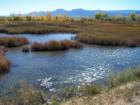 Lake Coot