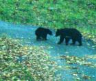 BEAVERDAM NEIGHBORHOOD. Asheville, N.C. Home to 2 bear families and respectful neighbors.