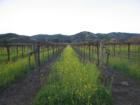 Mustard in the Vineyards