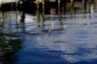 Dolphin swiming in canal behind home located on Bayshore Drive, Cape Coral
      Joe kendall "Waterfront Specialist"