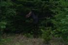 Wooded Sections Have Hidden Friends That Blend Into The Woodwork!