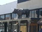 Lucy's in Celina Texas