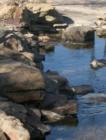 Skipping Rocks along a Babbling Brook in Frisco Bridges Park is a Nice Pastime for Residents of Frisco Texas