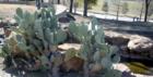 Xeroscaping or using Native Plants in Popular in Frisco Texas