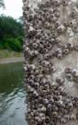 Barnacles at their best
